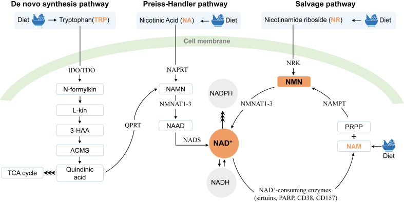 FIGURE 2