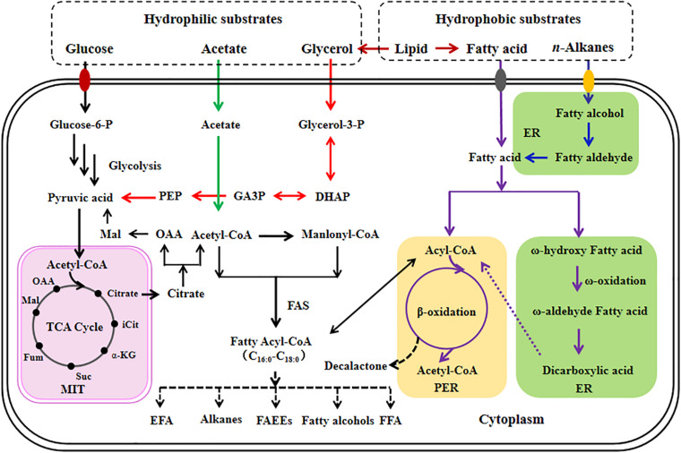 FIGURE 1