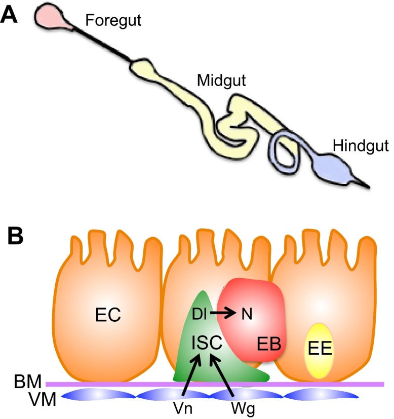 Fig. 5.