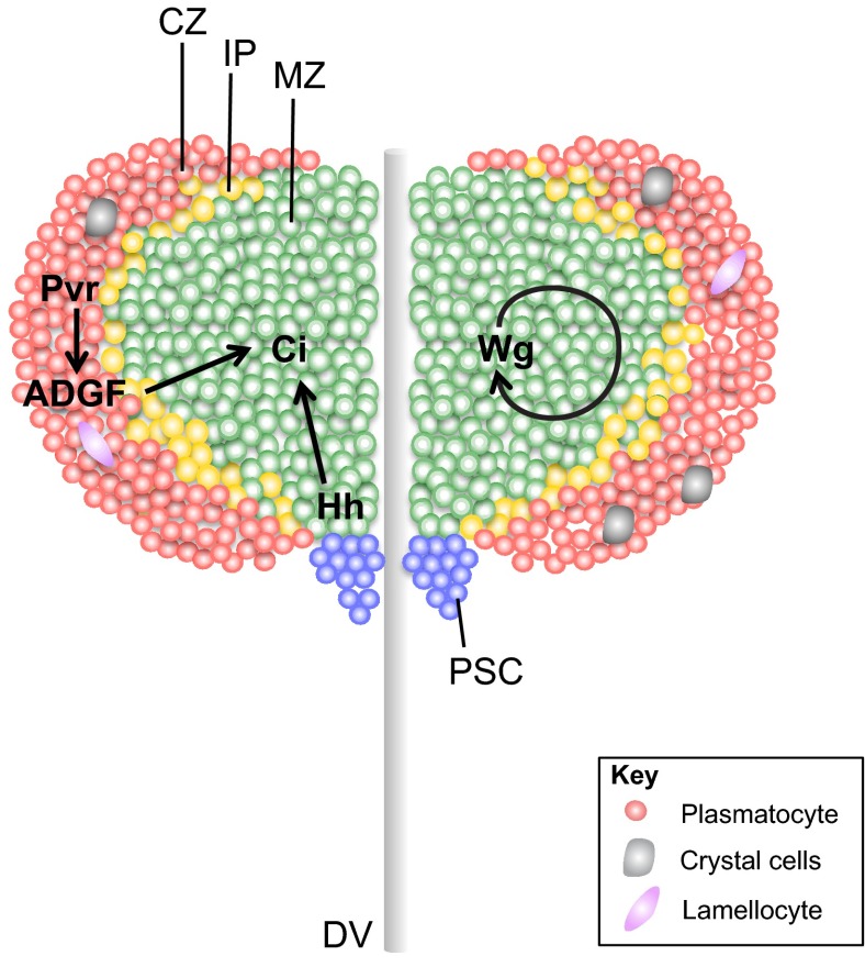 Fig. 3.