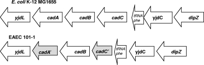 FIG. 1.