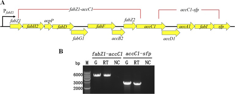 FIG 5