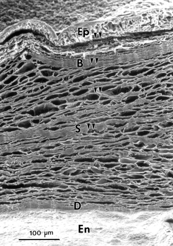 Figure 1  