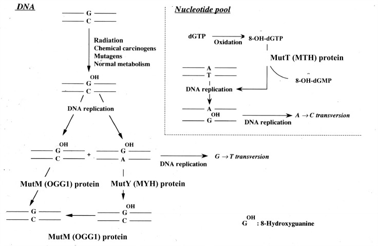 Fig. 8.