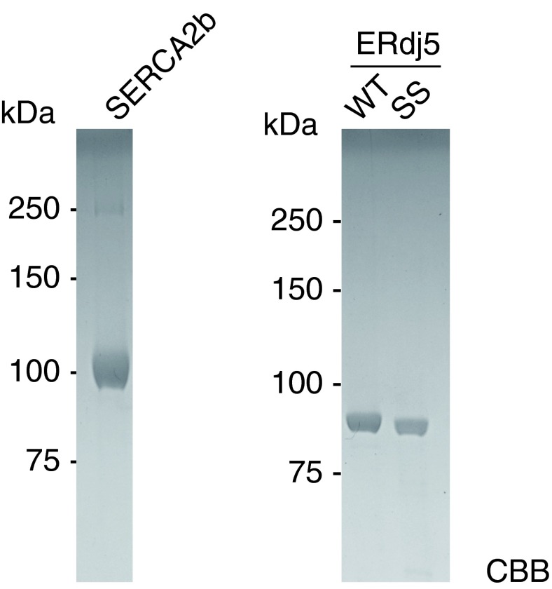 Fig. S4.