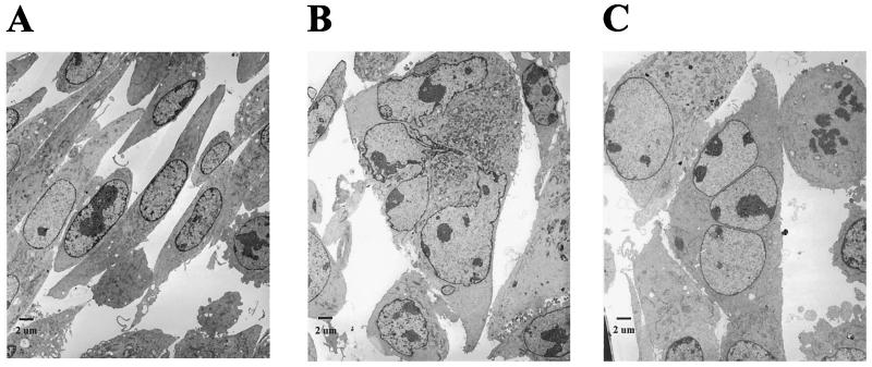 FIG. 5.