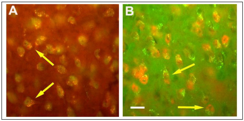 Fig. 10