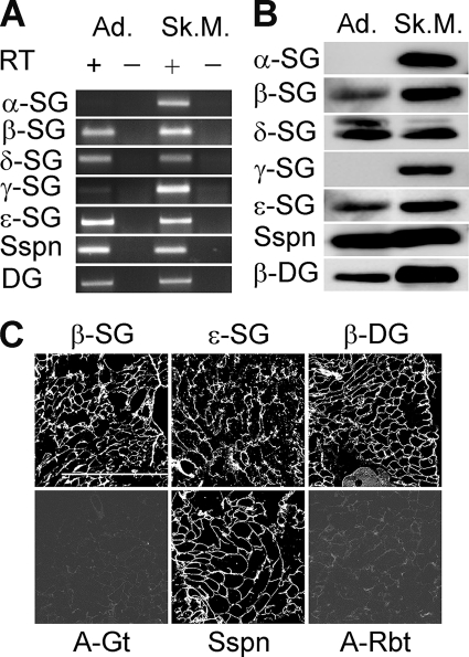 FIGURE 1.