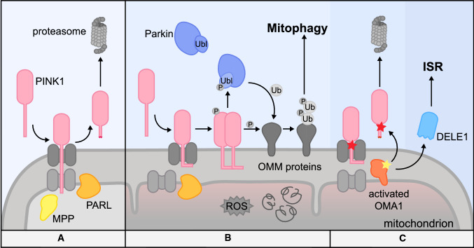 Fig. 3