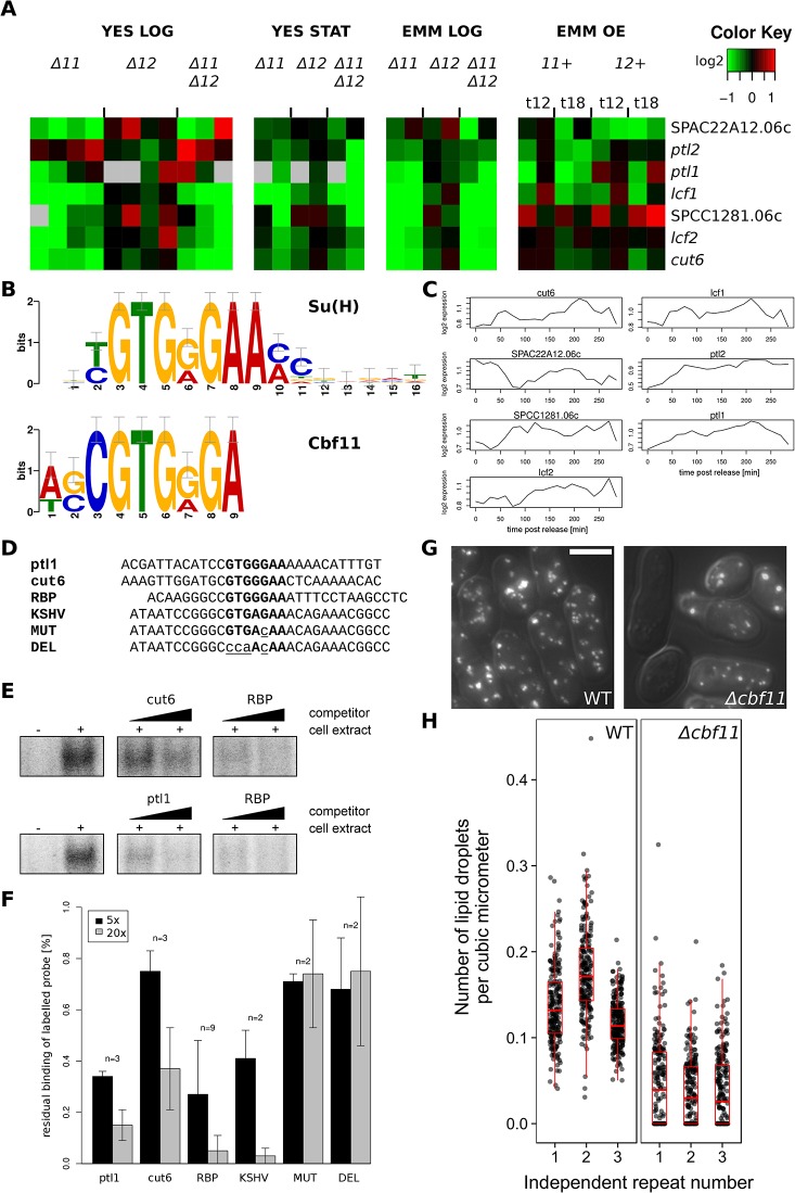 Fig 6