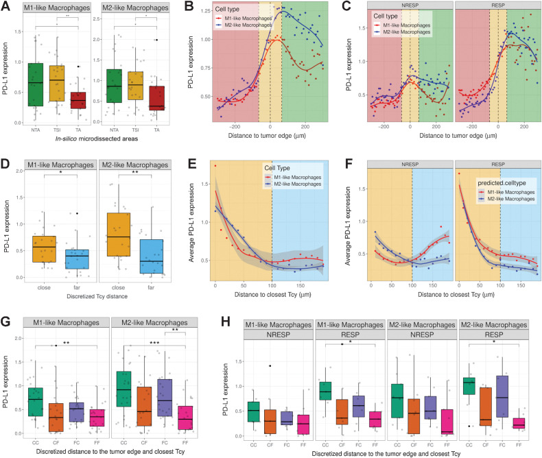 Figure 4. PD-L1 expression in macrophages. A, Boxplots showing PD-L1 expression in M1-like and M2-like macrophages in the different in silico microdissected areas. (NTA: nontumor area, TSI: tumor-stroma interface, TA: tumor area), using pairwise t test test. B, PD-L1 gradient based on distance to the tumor edge. Green-shaded area represents the NTA, gold-shaded area represents the TSI, red-shaded area represents the tumor area. Dots represent the average PD-L1 expression in M1-like and M2-like macrophages at a certain distance of the tumor edge. Lines represent the fitted curves for those clouds of points. C, PD-L1 gradient based on distance to the tumor edge stratified by patient response. D, Boxplots showing PD-L1 expression based on discretized distance to closest Tcy (cut-off distance value: 100 μm) using pairwise t test (FDR corrected). E, Scatter plot showing PD-L1 expression in M1-like and M2-like macrophages based on their distance to the closest Tcy. Each dot represents the average expression of the macrophages located at a certain distance from the closest Tcy (bins of 10 μm). Yellow-shaded area represents the “close” region, light-blue-shaded area represents the “far” region. F, Scatter plot showing the PD-L1 expression in M1-like and M2-like macrophages based on their distance to closest Tcy stratified by patient response (RESP: responders, NRESP: nonresponders). G, Boxplots showing PD-L1 expression based on discretized distance to the edge and to closest Tcy using pairwise t test (FDR corrected) (CC: Close-Close, CF: Close-Far, FC: Far-Close, FF: Far-Far). H, Boxplots showing PD-L1 expression based on discretized distance to the edge and to closest Tcy stratified by patient response using pairwise t test (FDR corrected). *, P < 0.05; **, P < 0.01. P values > 0.05 are not reported.