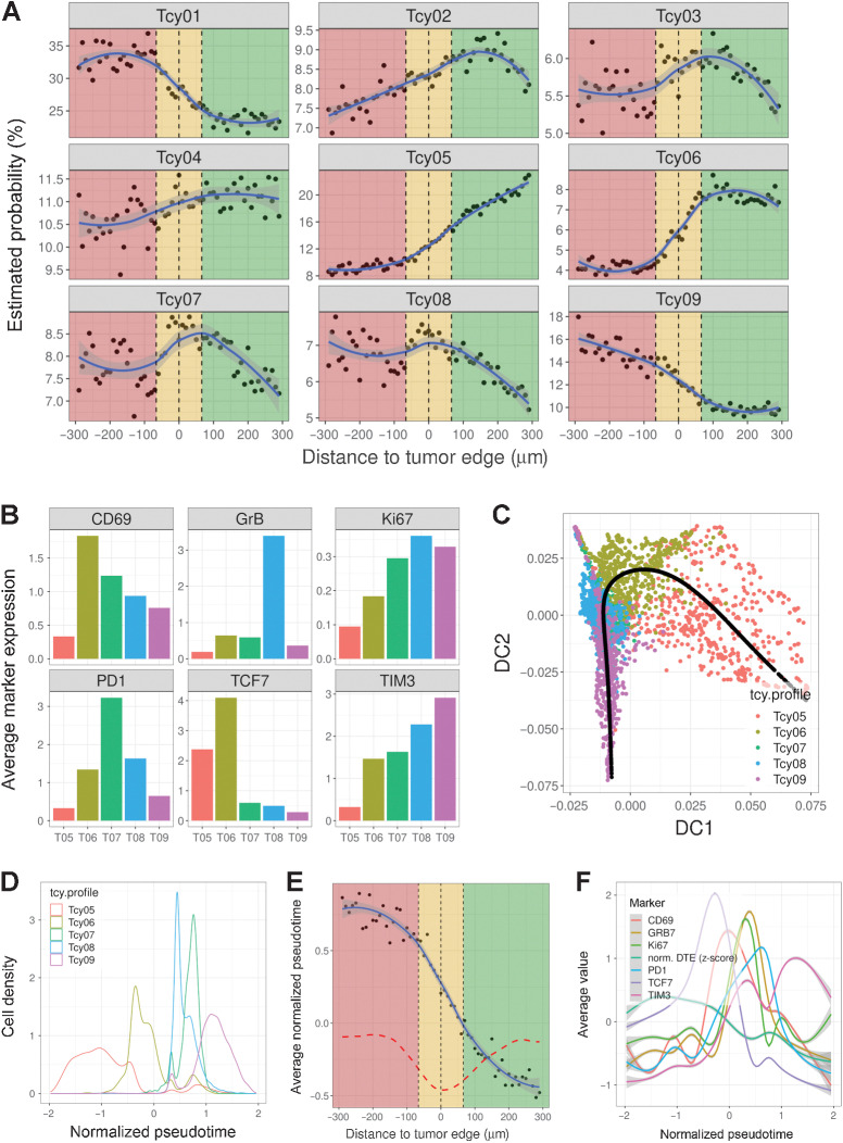 Figure 3. Profiling of Tcys: Lineage. A, Probability gradients around the TSI. Green-shaded area represents the NTA, gold-shaded area represents the TSI, red-shaded area represents the tumor area. Black dots represent the estimated probability of a Tcy in that region to belong to any of the subtypes. The blue curve represents the curve fitting for that cloud of dots. B, Barplots showing the average expression of six preselected markers (CD69, GrB, Ki67, PD-1, TCF7, and TIM3) for a subset of the identified Tcy subtypes (Tcy05:Tcy09). C, Diffusion map representing the projection of the trajectory described by the pseudotime analysis (black line). The scatter plot is colored by the different preselected Tcy subtypes (Tcy05:Tcy09). D, Density plot of the Tcy subtypes within the trajectory defined by the normalized pseudotime. E, Scatter plot showing the correlation between the distance to the tumor edge and the inferred pseudotime trajectory. Black dots represent the average normalized pseudotime for the set of Tcy located at a given distance from the tumor edge. The dashed red line represents the first-order derivative of the fitted curve. F, Histogram plots showing the average expression value of the markers used to define the pseudotime along the trajectory. The normalized distance to the tumor edge (DTE) is also represented.