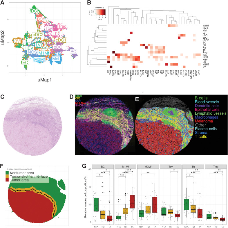 Figure 1. Phenotypic identification and in silico microdissection. A, uMAP showing the 18 different cell phenotypes identified during phenotypic clustering. The colors in the uMAP represent the populations after manual annotation of the 67 clusters obtained with the preselected 37 protein markers. B, Heatmap showing the protein signatures of the different cell phenotypes: rows represent identified cell types, columns represent protein markers. The score inside each cell of the matrix indicates the average expression of the marker in the identified population. Representative core from sample MEL9 from patient PT7 with hematoxylin and eosin. C, Composite fluorescent image of four markers (+DAPI) after image processing (D), digital reconstruction of the core highlighting the phenotypic identify of each individual cell (E), and in silico microdissection into three areas and the tumor edge (solid black line) within the TSI (F). G, Cell composition analysis of selected cell phenotypes comparing the relative proportion of immune cells in the different in silico microdissected areas (NTA: nontumor area, TSI: tumor-stroma interface, TA: tumor area), using pairwise Wilcoxon test. BC: B cells; PC: plasma cells; cDC1: classical dendritic cells type I; cDC2: classical dendritic cells type II; fDC: follicular dendritic cells; pDC: plasmacytoid dendritic cells; Tcy: cytotoxic T cells; Th: T helper cells; Treg: regulatory T cells; BV: blood vessels; HEV: high endothelial venules; LV: lymphatic vessels; M1Mf: M1-like macrophages; M2Mf: M2-like macrophages; Mel: melanoma cells; NOS: not otherwise specified. *, P < 0.05; **, P < 0.01; ***, P < 0.001; ****, P < 0.0001. P values > 0.05 are not reported.