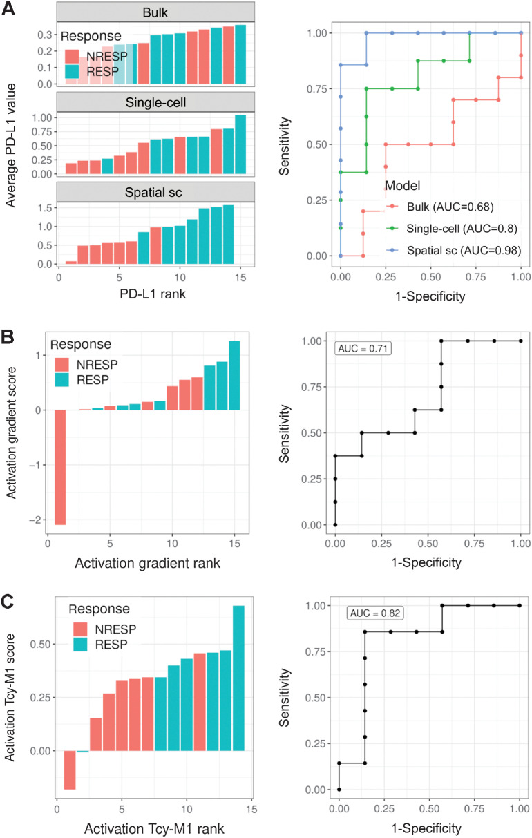 Figure 6. High order biomarkers. A, Left: Barplots showing the average PD-L1 expression in all cells (top, “bulk”), M1-like macrophages (center, “single-cell”), and spatially selected (distance to tumor edge less than 30 μm and distance to the closest Tcy less than 10 μm) M1-like macrophages (bottom, “spatial single-cell”) for each patient and colored by patient response: responders (RESP), nonresponders (NRESP). Right: ROC curves corresponding to the score rankings for the different candidate biomarkers. B, Left: Barplot showing the difference in Tcy activation between tumor and NTAs for RESP and NRESP patients. Each bar represents a patient. The module of the bar is calculated as the difference between the average Tcy activation in the NTA and the average Tcy activation in the TA. Activation values were first normalized (z-scores) for each core. Right: ROC curve corresponding to the score ranking. C, Left: Barplot showing the average Tcy activation level at less than 10 μm from the closest M1-like macrophage. Right: ROC curve corresponding to the score ranking.