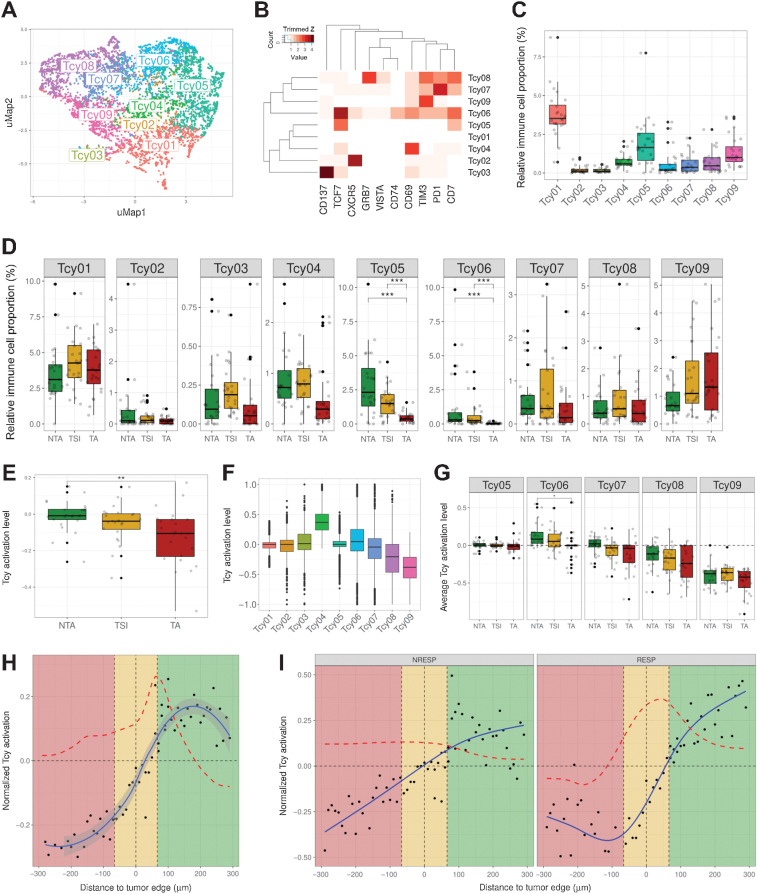 Figure 2. Profiling of Tcys: cytometry and activation. A, uMAP showing the nine different Tcy subtypes identified during Tcy clustering. The colors represent the populations after manual annotation of the 34 clusters identified by KMeans with the selected 10 markers. B, Heatmap showing the protein signatures of the different Tcy subtypes: rows represent identified Tcy subtypes, columns represent protein markers. The score inside each cell of the matrix represents the average expression of the marker in the subtype. C, Relative immune cell proportion of different Tcy subtypes. D, Cell composition analysis of Tcy subtypes comparing the relative proportion within Tcy in the different in silico microdissected areas (NTA: nontumor area, TSI: tumor-stroma interface, TA: tumor area), using pairwise Wilcoxon test. E, Average activation of Tcy in the different in-silico microdissected areas (NTA: nontumor area, TSI: tumor-stroma interface, TA: tumor area), using pairwise t test. F, Boxplots representing the activation of different selected Tcy subtypes. G, Boxplots representing the activation of the different subtypes within the different in silico microdissected areas using pairwise t test. H, Activation gradients around the tumor edge (all patients). Greenshaded area represents the NTA, gold-shaded area represents the tumor-stroma interface, red-shaded area represents the tumor area. Each black dot represents the average activation level of the Tcy at a given discretized distance from the tumor edge. The blue line represents the curve fitting for the population of black dots. The red dashed line represents the first-order derivative of the blue line. I, Activation gradients around the tumor edge (RESP: responders vs. NRESP: nonresponders). *, P < 0.05; **, P < 0.01; ***, P < 0.001. P values > 0.05 are not reported.