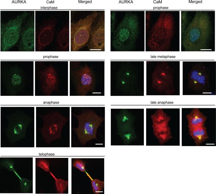 FIGURE 5: