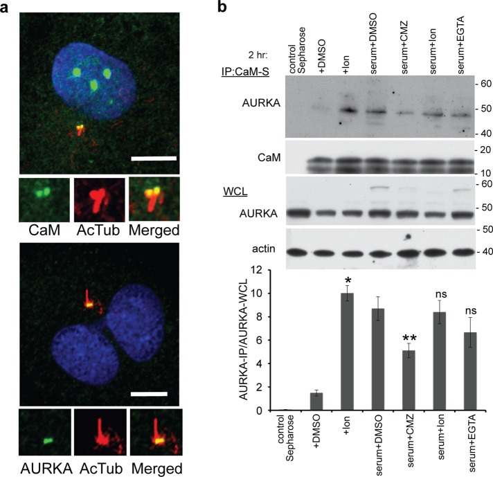 FIGURE 3: