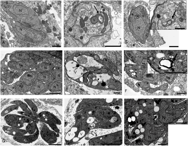 Fig. 8