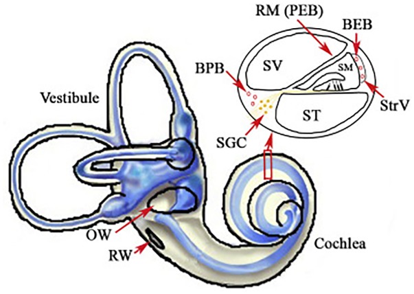 FIGURE 2