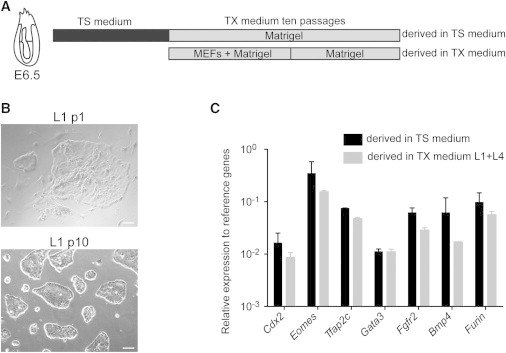 Figure 3