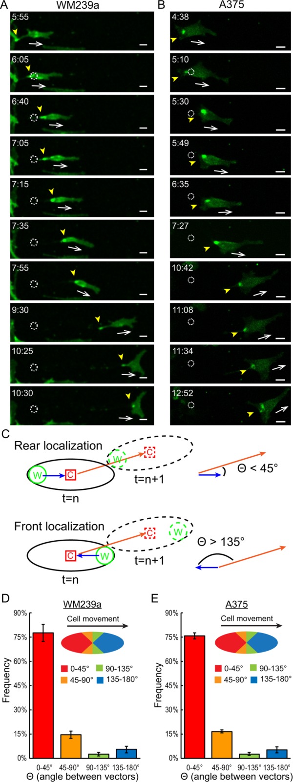 FIGURE 4: