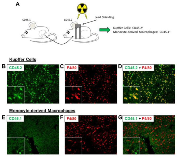 Figure 6: