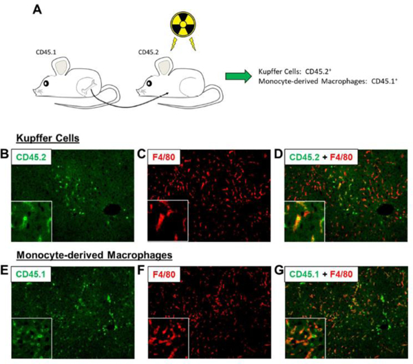 Figure 5: