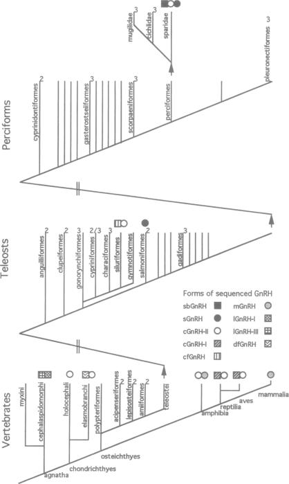 graphic file with name pnas01147-0325-a.jpg