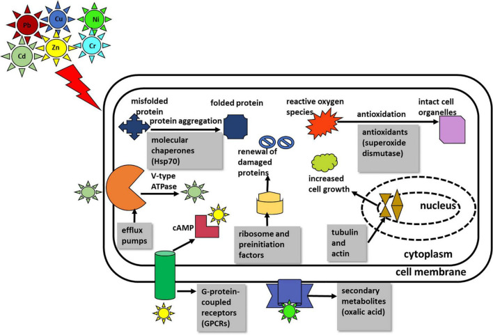 FIGURE 4