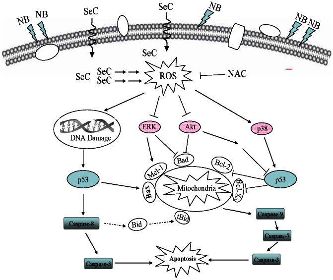 Figure 7