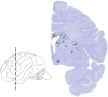 Fig. 1.