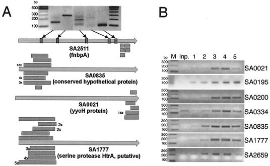 FIG. 2.