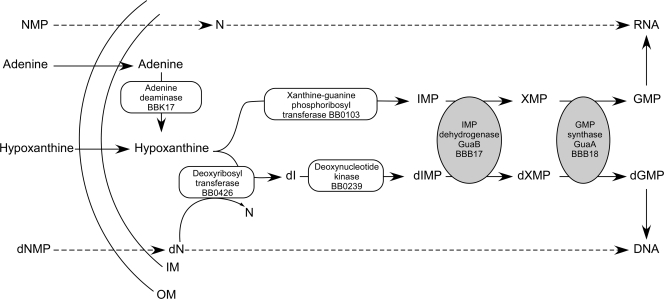 FIG. 1.