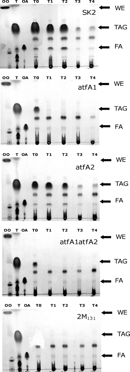 FIG. 5.