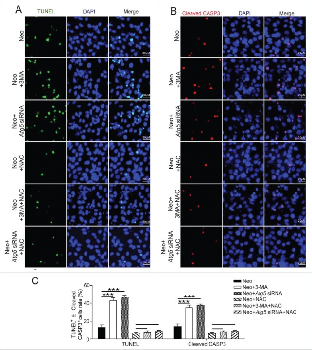 Figure 12.