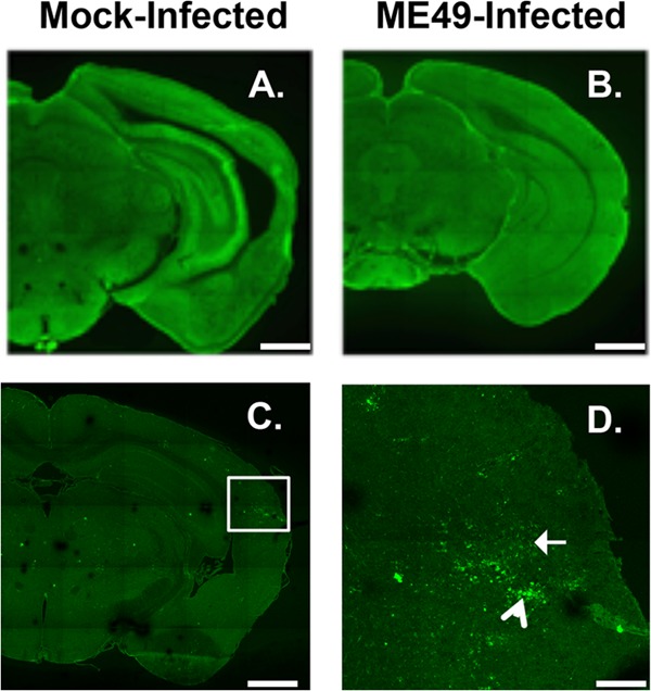 FIG 1 