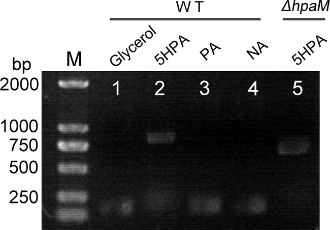 FIG 3