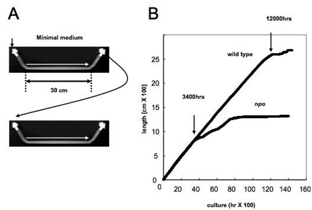 FIGURE 10