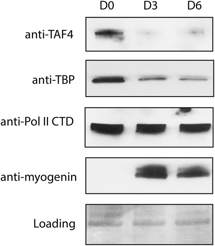 Figure 1—figure supplement 1.