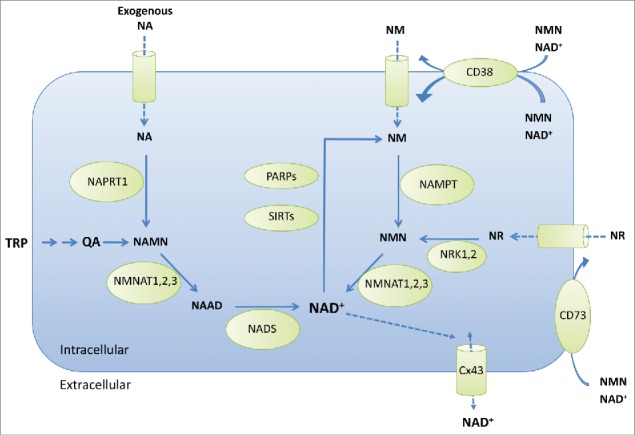 Figure 1.