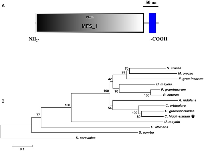 FIGURE 2