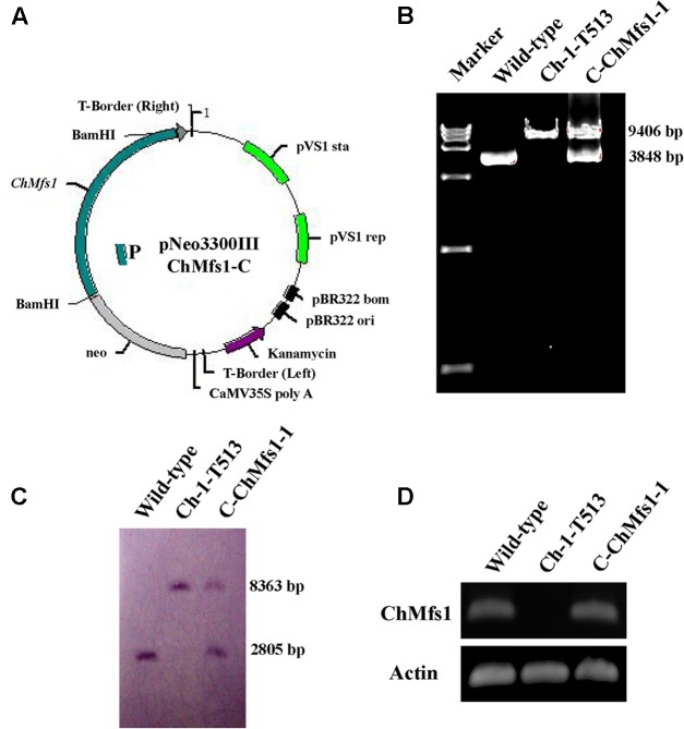 FIGURE 1