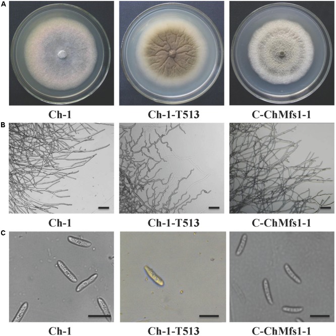 FIGURE 3