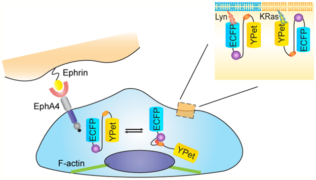 graphic file with name nihms-1695290-f0001.jpg