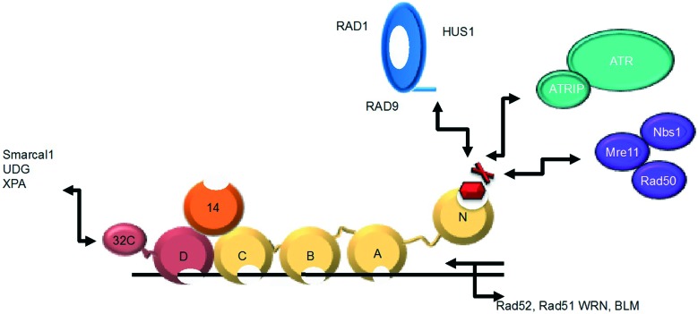 Fig. 1