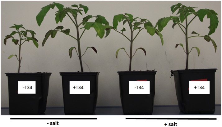 FIGURE 4