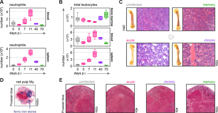 Figure 1—figure supplement 2.