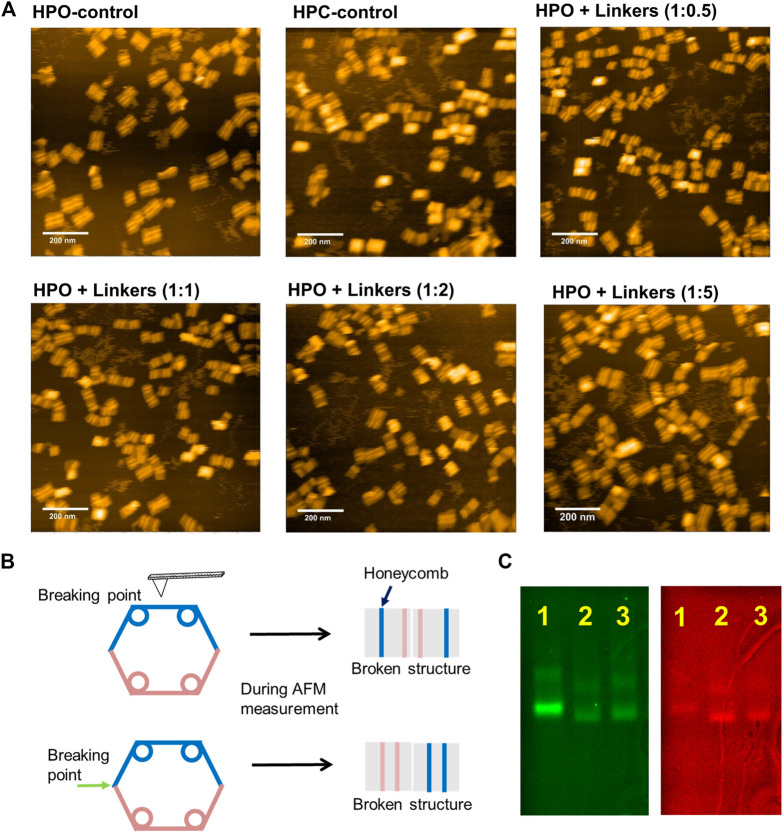 FIGURE 3