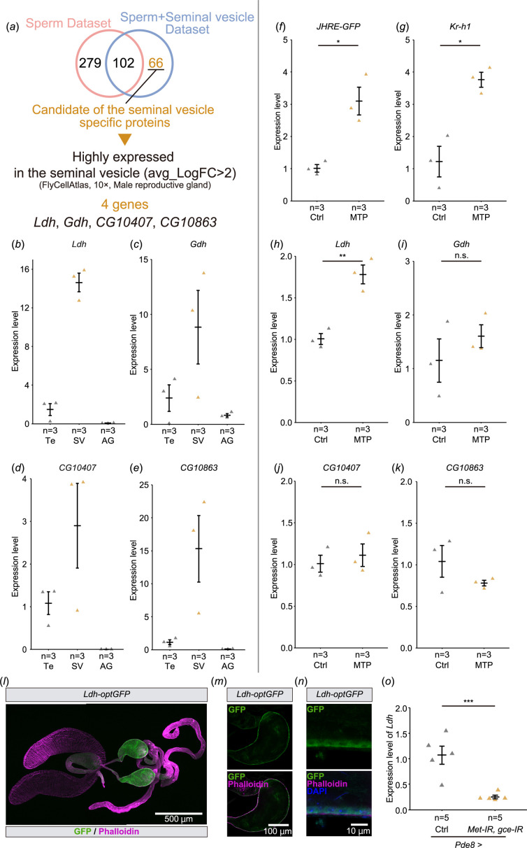 Screening of genes highly expressed in the seminal vesicle (a) A flowchart to identify candidate genes that are highly and predominantly expressed in the seminal vesicles.