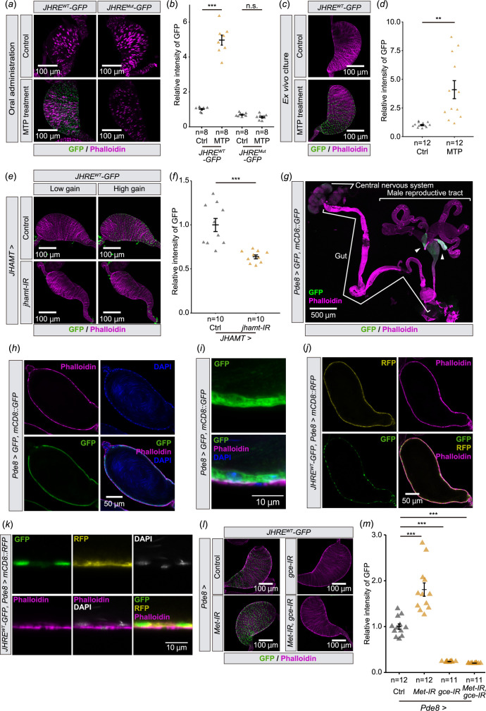 JHRE-GFP signal in the seminal vesicle changes depending on JH signalling. (a, b) JHRE-GFP signal in the seminal vesicle of JHREWT-GFP and JHREMut-GFP males 7 days after eclosion with or without oral administration of methoprene (MTP).